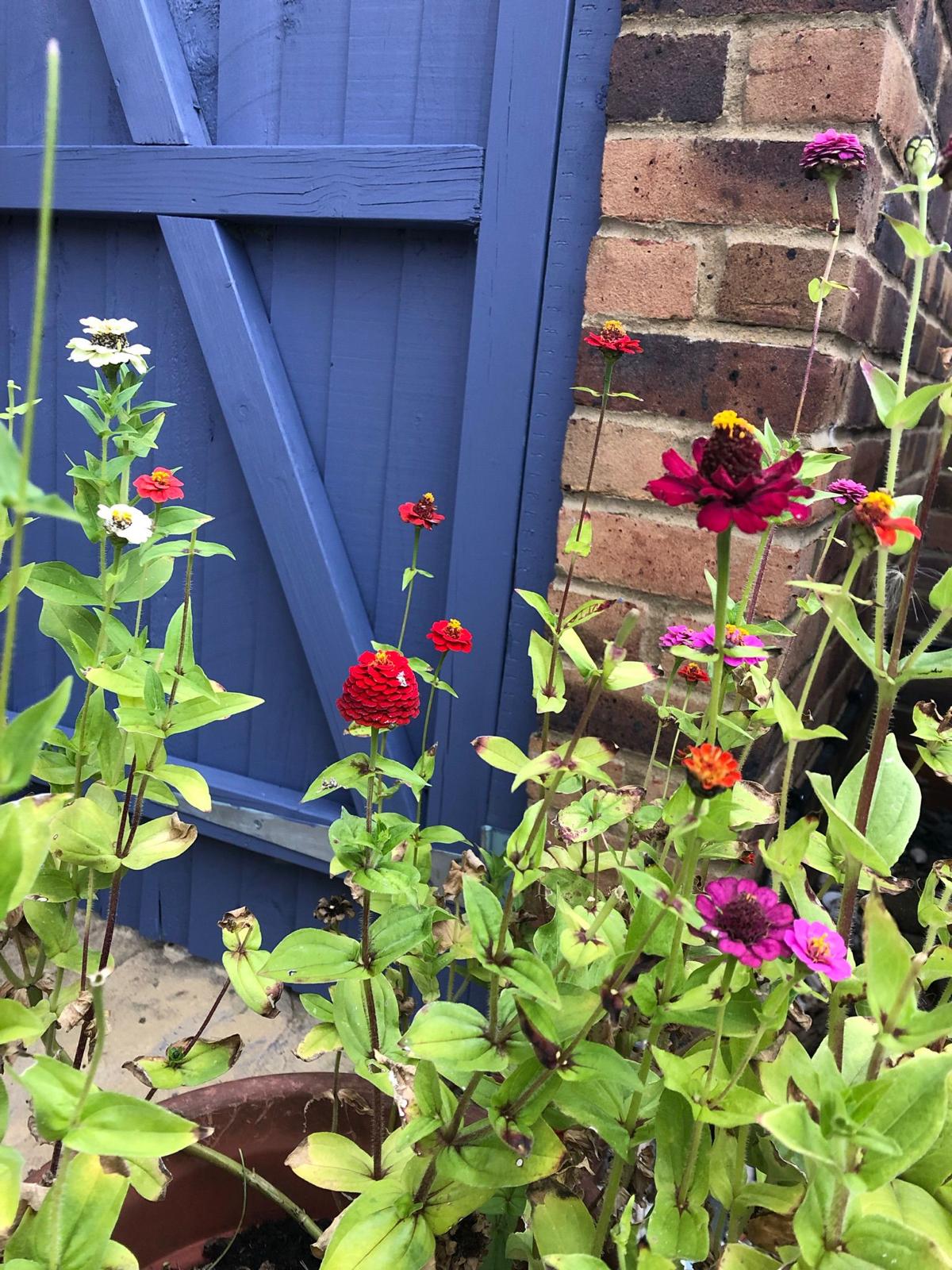 Garden 1