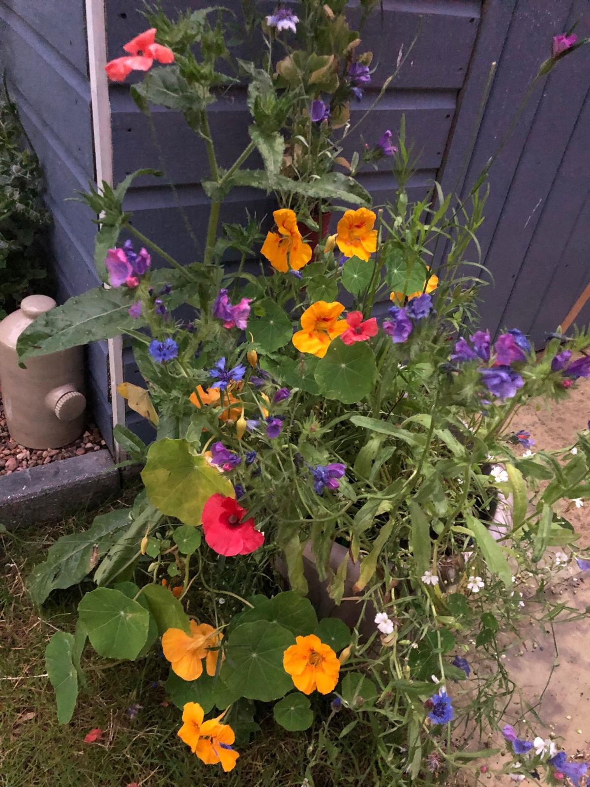 Garden 2