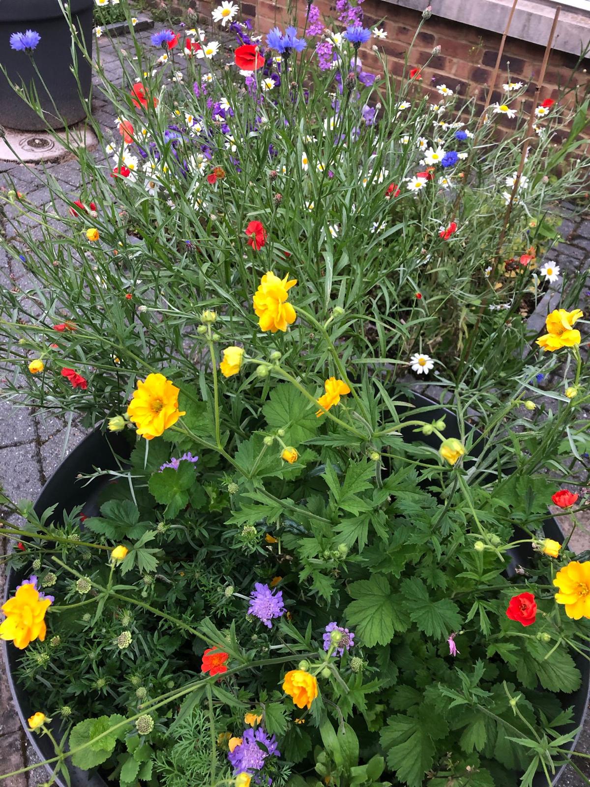 Garden 3