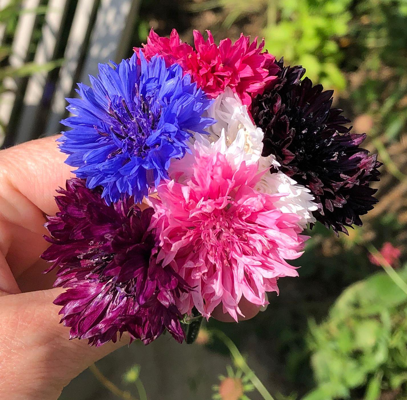 Garden 4